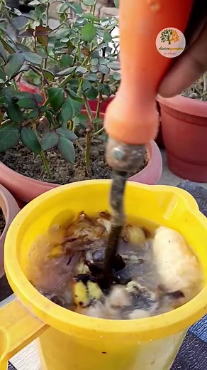 Amazing Benefits of Banana peel fertilizer & organic banana peel compost #shorts #short #ytviral #Growing #Planting #FlowerPlant #Anthurium #plantingroots #roses | PedroGardening