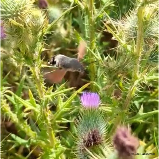 62 reactions · 17 comments | It's been a fantastic year for hummingbird hawk moths! The hummingbird hawk-moth migrates to the UK from Southern Europe each year. It can be seen hovering over flowers, feeding with its long proboscis; its wings move so quickly that it 'hums'. Have you seen any recently?  | Hampshire and Isle of Wight Wildlife Trust | Facebook