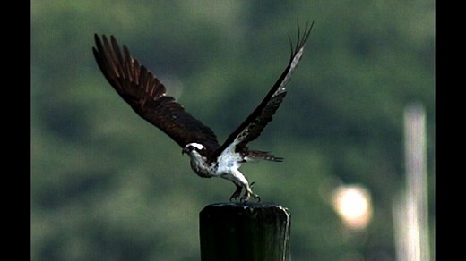 Slow motion Osprey in flight