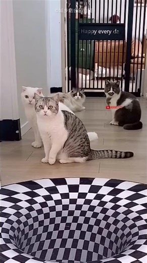 3d wallpaper prank video 🤣 #funny #funnyvideo