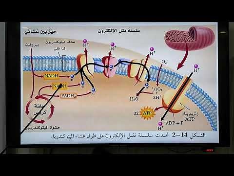 التنفس الخلوي الجزء الثاني