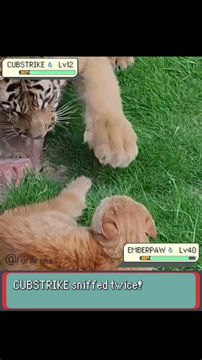 Old House CAT vs Baby Tiger! | Pokémon IRL Showdown #pokemon #pokemonmeme #pokemonbattle #cat