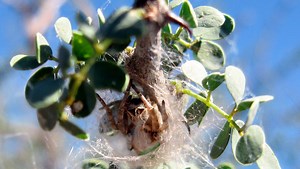 Social Experiments: Investigating Questions Related to Personality Attributes