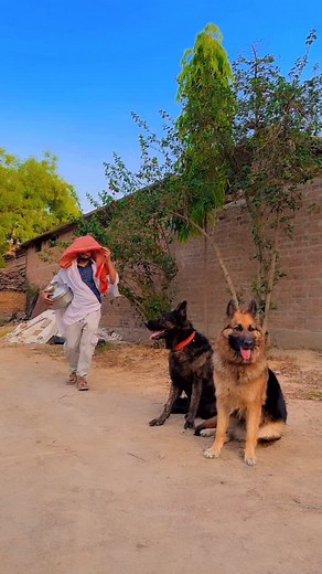 96K views · 36K reactions | Namaste bhabhi ji  #reels #akashcomedy #dog #comedy | Akash comedy Official | Facebook