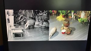 13K views · 3.5K reactions | Squeal!!! So at 2.40am this morning Baby Bumpy returned I’ve not seen him since the 21st May! He’s looking really well, sadly there were only a few nuts left at the Badger Buffet. Now we just need Little Humbug to show her face ❤️ Www.mrlumpyandfriends.shop/shop  | Mr Lumpy & Friends. | Facebook