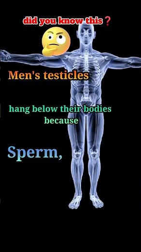 this is why men's testicles hanging below❓🧐