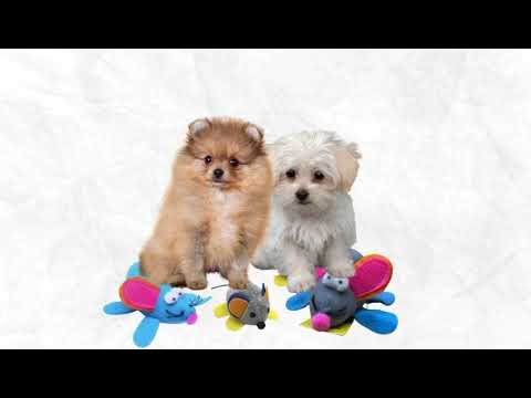 Not Just for Cats! 🐶🐹 The Toy Every Small Pet Needs