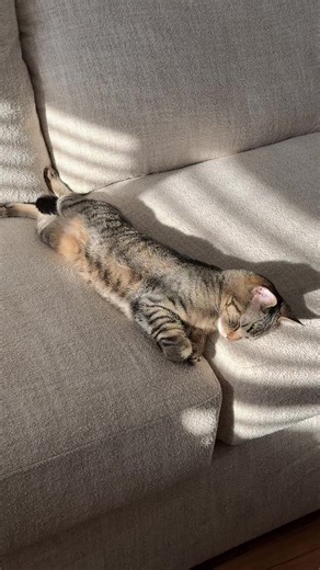 The Laid-Back Life of Cats in Golden Hour