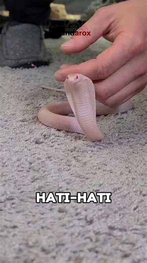 Don't Be Fooled! The Hidden Dangers of Baby Cobras