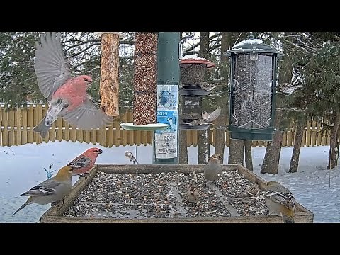 Winter Finch Mania! Redpolls and Pine Grosbeaks Take Over Ontario – Jan. 22, 2025