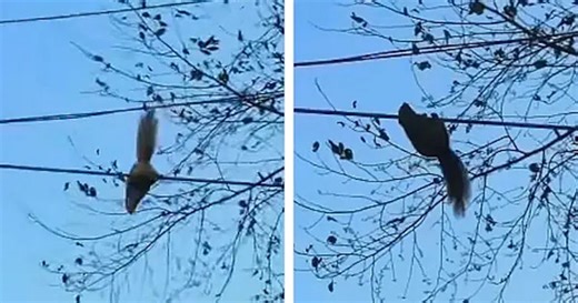 Squirrel slips on power line and turns into accidental acrobat