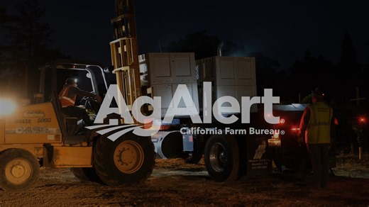 12K views · 129 reactions | Harvest crew picks sauvignon blanc grapes in the Napa Valley!  Napa County Farm Bureau member and farmer Johnnie White discusses harvesting winegrapes in the Napa Valley and the region's 2025 vintage. Read more in Ag Alert at bit.ly/3WlfelL #News #AgAlert #CAFarmBureau #Harvest #Winegrapes #Vineyard #WinegrapeGrower #CaliforniaFires #Wildfire #FireBreak #PickettFire #FireMitigation | California Farm Bureau | Facebook