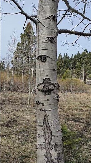 Aspens Be Like: 👁️ 'We See You!