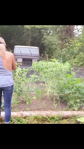 Back to check out my garden 2