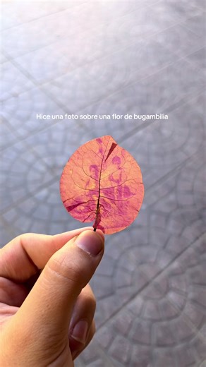 Ideas creativas de fotografía con bugambilias