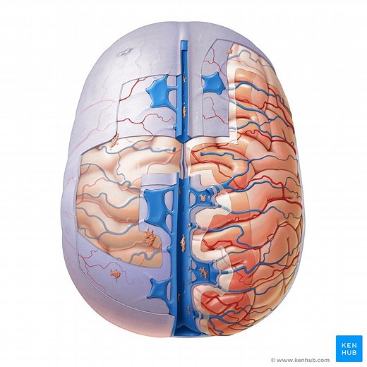 Meninges, ventricles and brain blood supply