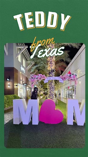 Teddy the Labradoodle: Mastering Dog Training Skills