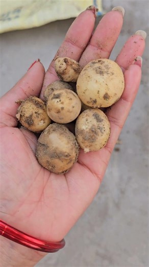 Home grown Aalu paalak #food #trending #cooking #ytshorts #farming #planting #shorts #viral #new