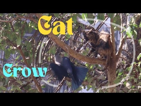 Crow Attacking and Resilience of Cat 🐈‍⬛🐦‍⬛Small Moments of Urban Wildlife Animals and Birds #city