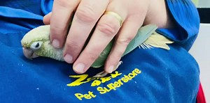 Coda is a 6 month Blue Cinnamon Green Cheeked Conure hand reared parrot 🦜 Coda Loves Playtime and Fly time but most of all a Cwtch and a Head Massage. 💙 | Zoar's Ark Pet Superstore