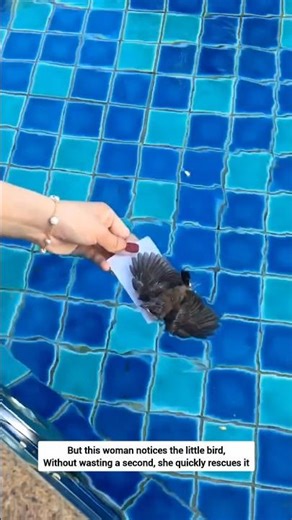 This woman Rescues baby bird from swimming pool #rescue #babybird
