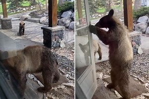 Bear Caught Red-Pawed Opening Door of Colorado Home