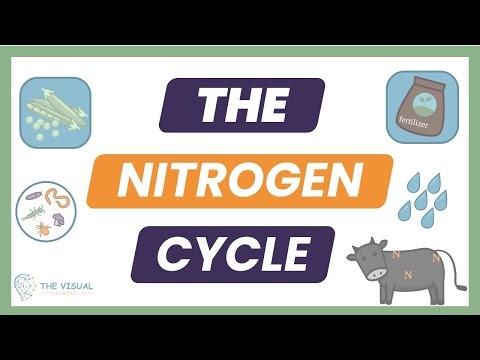The Nitrogen Cycle | Simple Breakdown for AP Environmental Science Exam