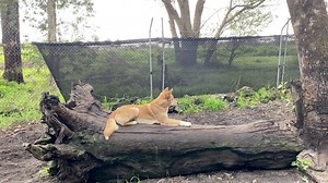 Dingo, Dog, Animal, Mammal