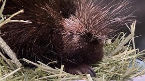 This breaking my heart. This young porcupine came in last night. She is having trouble with her hind legs and has an injury on her back. We gave her some pain medications to make her more comfortable but this girl is clearly not happy. Her cries are one of the saddest sounds I have ever heard. We just have to help her. | Newhouse Wildlife Rescue