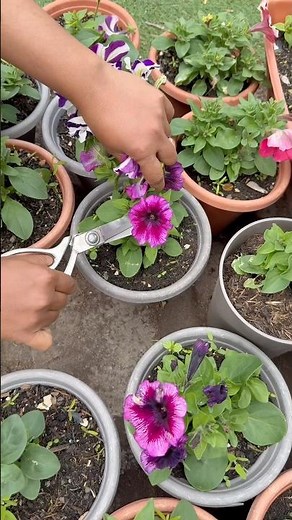 Flower Trimming Tips for More Blooms | Easy Gardening Guide #garden #viral #shorts