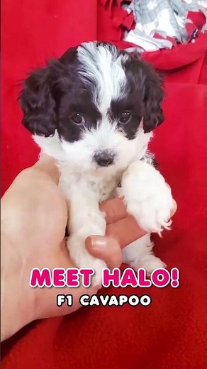 Say hello to Halo, the F1 Cavapoo girl with stunning black and white markings and a heart as pure as