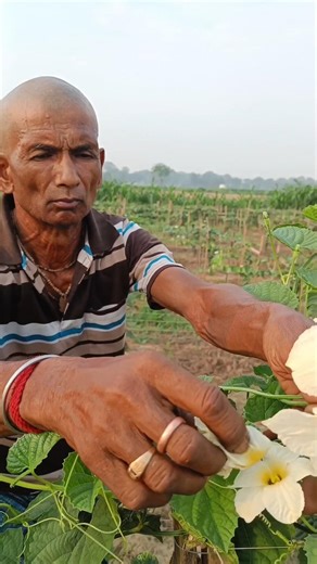 Artificial Pollination Process for Spine Gourd,or Kakrol, or Kantola #shorts