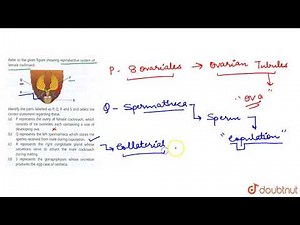 Refer to the given figure showing reproductive system of female cockroach