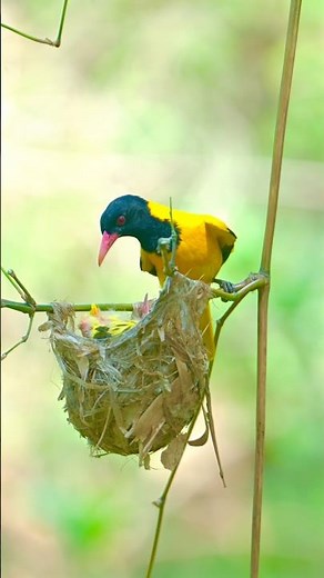 Black-hooded Oriole Feeding Chicks #birds #nest #nature