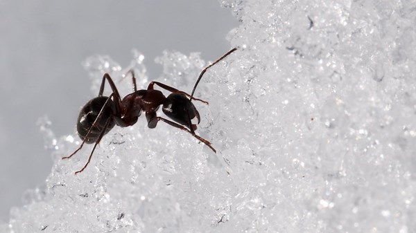 Bugged About Spring Pests...Could A Cold Winter Stop Them?