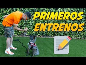 How to Start Training Your Dog 🐶🏆 | Dog Training 📝