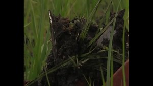 Rotary Weeder Effective weed management can increase yields by more than 50%, but usually takes a lot of time. As a farmer it is therefore worthwhile investing in labour-saving weed management tools. In this video you can learn how to control weeds in lowland rice using the rotary weeder. | Farmvilla Resource Centre