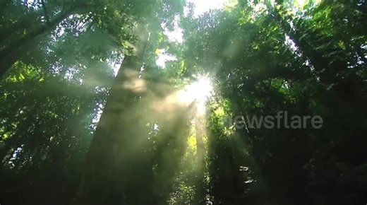 China: China's AI-powered "digital forest" boosts greening efforts as country marks tree planting day