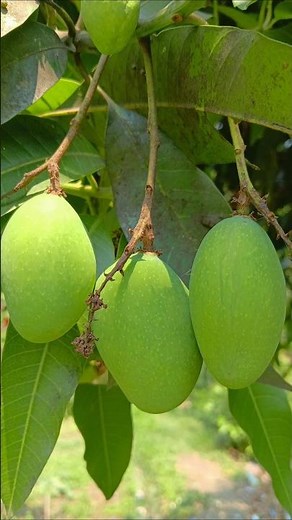 “Kaccha Aam Tree 🍋 | Fresh Green Mangoes on Tree | Village Garden Nature Video” #desifood #shorts