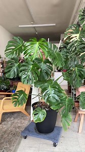 Monstera Repot Upgrade: New Soil, Trellis & Plant Care
