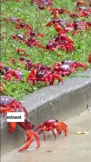 65 Million Red Crabs Migrate Across Christmas Island 🦀
