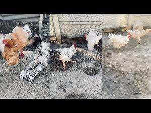 These roosters run fast | Chickens run away