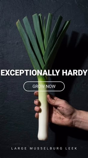 It’s almost time to start leeks for this years garden, and we’ve got you covered with Large Musselburg Leek seeds in our seed shop. 💚 Shop today! www.fortheseed.com #fortheseed #gardening #heirloomgardener #zone3gardening #largemusselburgleek | For The Seed