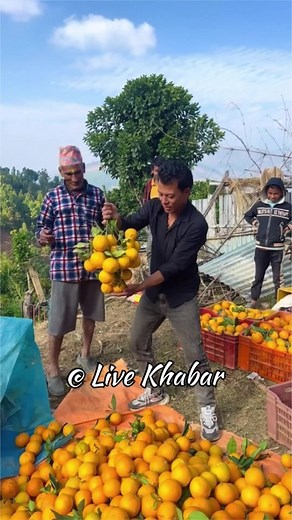 #krampus #nepalireels #agriculture #kathmandu #nepal | Live Khabar