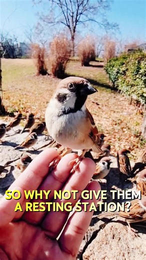 After we bought this smart bird feeder, we can now provide food for the cute birds and watch them eat from a distance while staying quiet. #iphone #doorbellcam #minicamera #tvgadgets #automaticpetfeeder #smartlights #hightechgadgets #usefulpetproducts #smartdoorknob #videodoorbell #bird #feeeder #foodforbirds