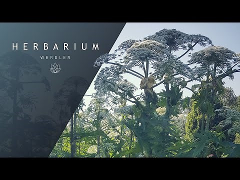 Heracleum mantegazzianum - (Giant hogweed)