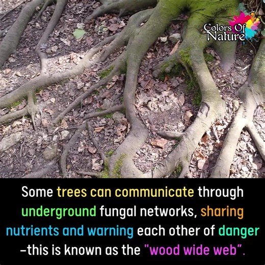 5K views · 355 reactions | Trees can communicate | Colors Of Nature | Facebook