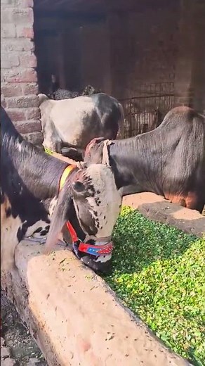 Powefull bulls eating 🐂💪 #shorts #cow #babygoats #ytshorts #animals #farming #farmlife #bull
