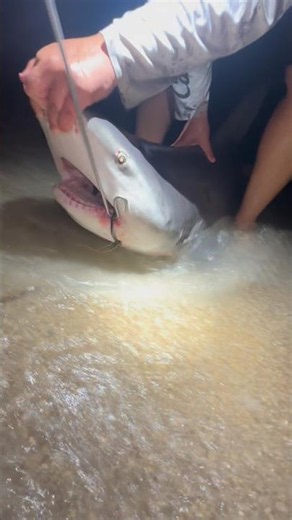 Removing the hook from a little bull shark! #sharkfishing #fishing #shark