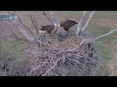 Kansas Eagles: 5 Fish & 1 Prey Delivery! 🐟🥩 Constant Feast for Growing Osage & Kaw | March 28, 2026